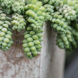Sedum burrito